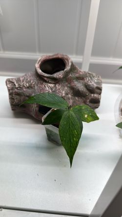 Hoya Polyneura