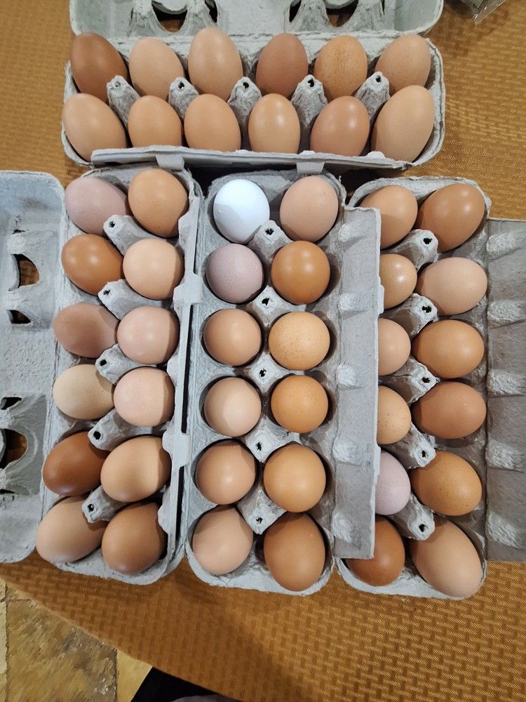 Farm Fresh Eggs 