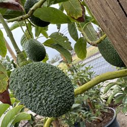 Hass Avocado Fruit Tree