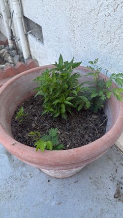 Plants