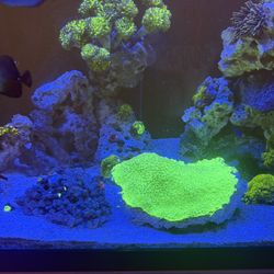 Fish Tank