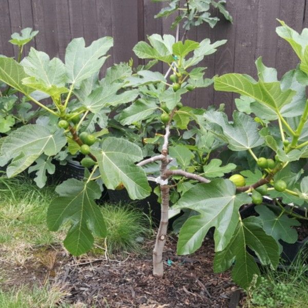 Fig Trees: Read Description