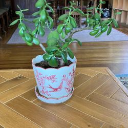 Jade Plant In Ceramic Pot