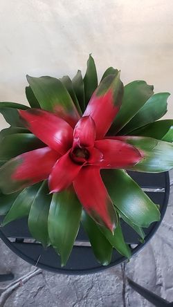 Beautiful plant