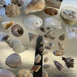 Seashells Collection, Beautiful