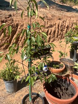 Capulin cherry tree