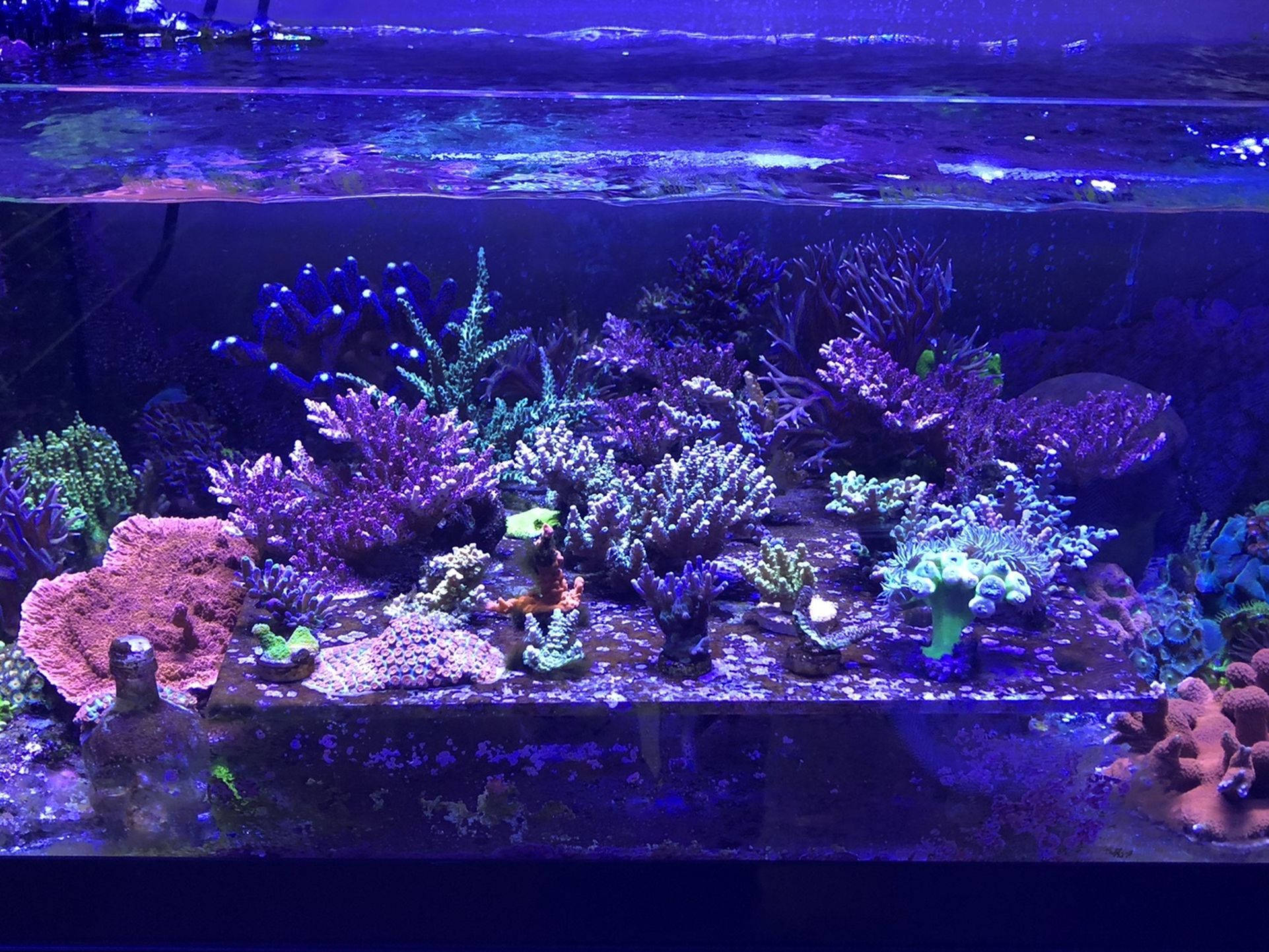 Coral Frags