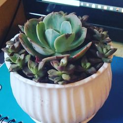 Succulent