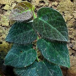 Ficus Villosa