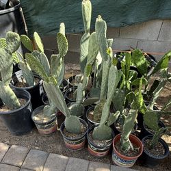 Cactus To Eat To Eat $15 Each Firm Price