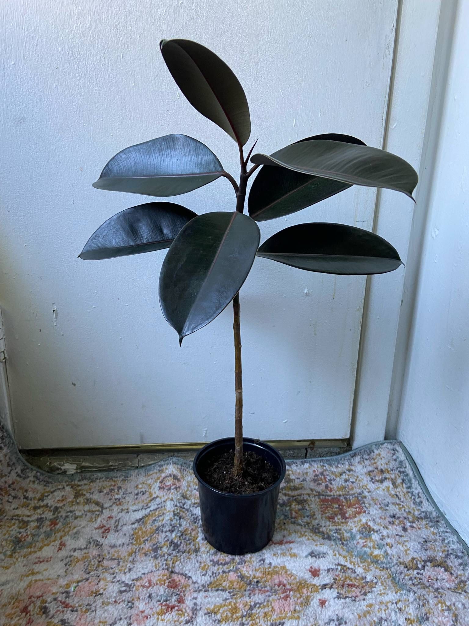 Ficus Elastica