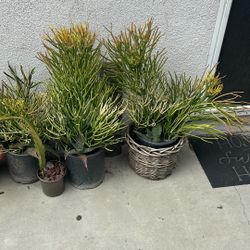 Firestick Cactus With Agave Plant