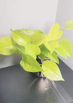 Neon Pothos Plant Cuttings (4) – Healthy, UnRooted, Ready to Grow! Perfect for Propagation or New Plants