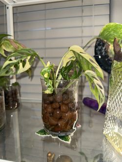 Variegated Monstera Adansonii 