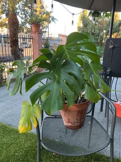 Monstera