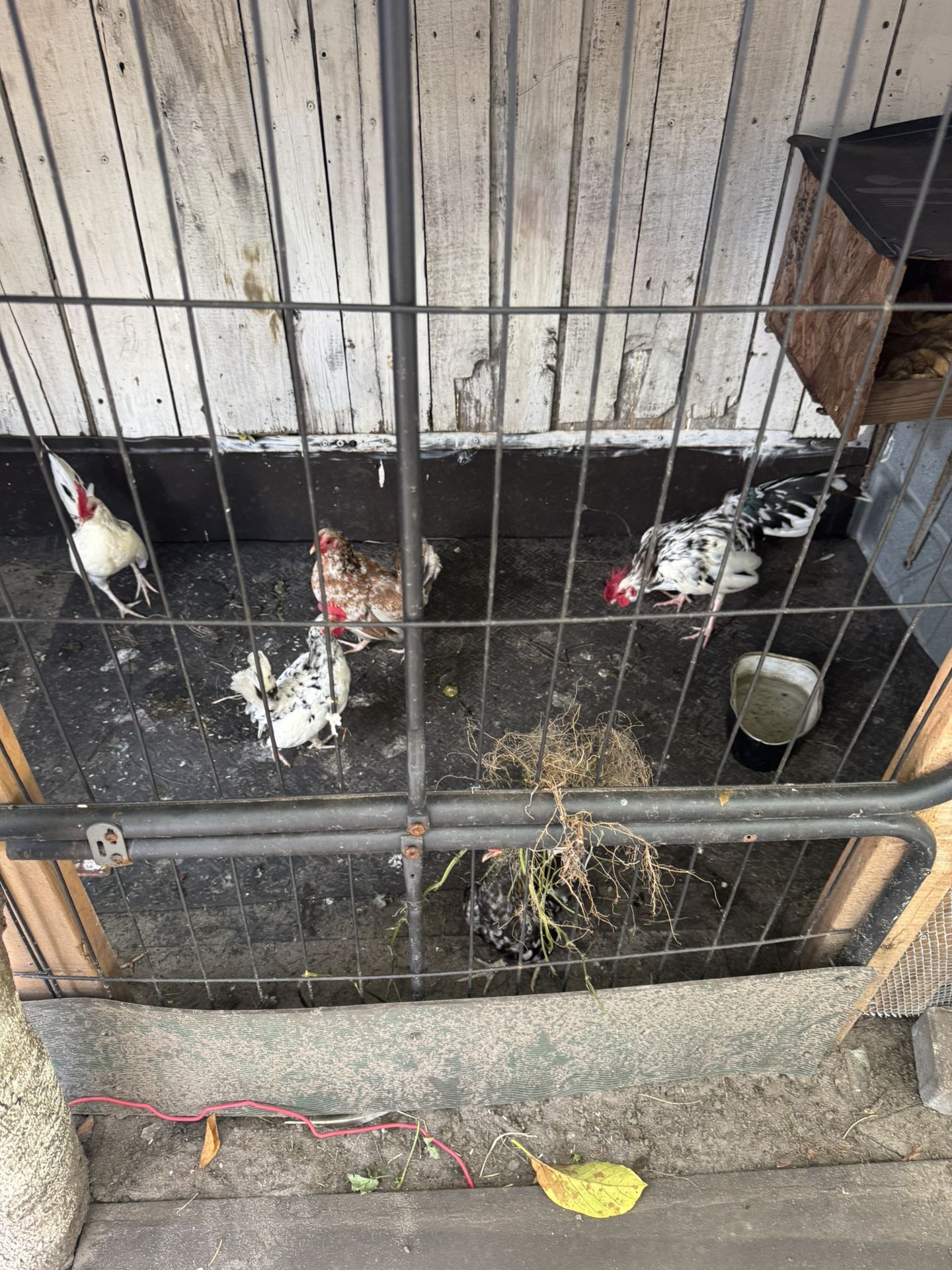 Gallos enanos $25 Cada Uno