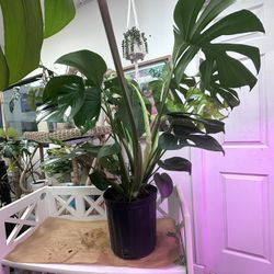 HUGE GORGEOUS monsters Live Plant 