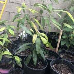 Avocado tree 2ft