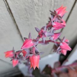 Echeveria Bittersweet  Succulents 🪴