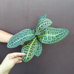 5” turtle back plant