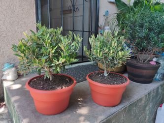 Dwarf Olive Bonsai Tree