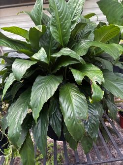 5 gal. Peace lily