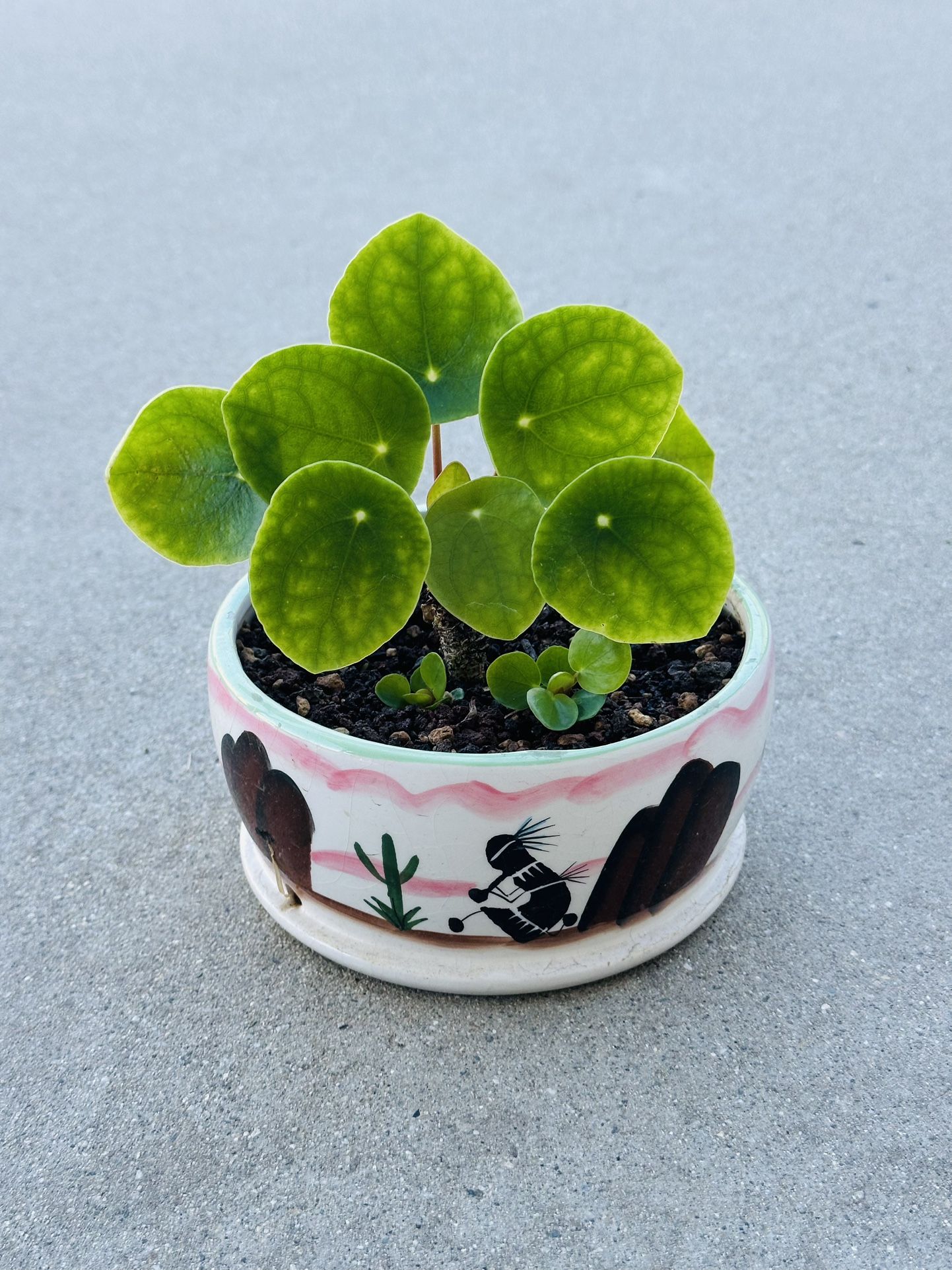 Succulents plants 🪴