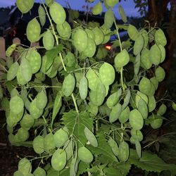 Lunaria Plant Stalks …Beautiful For Wedding !!!!!