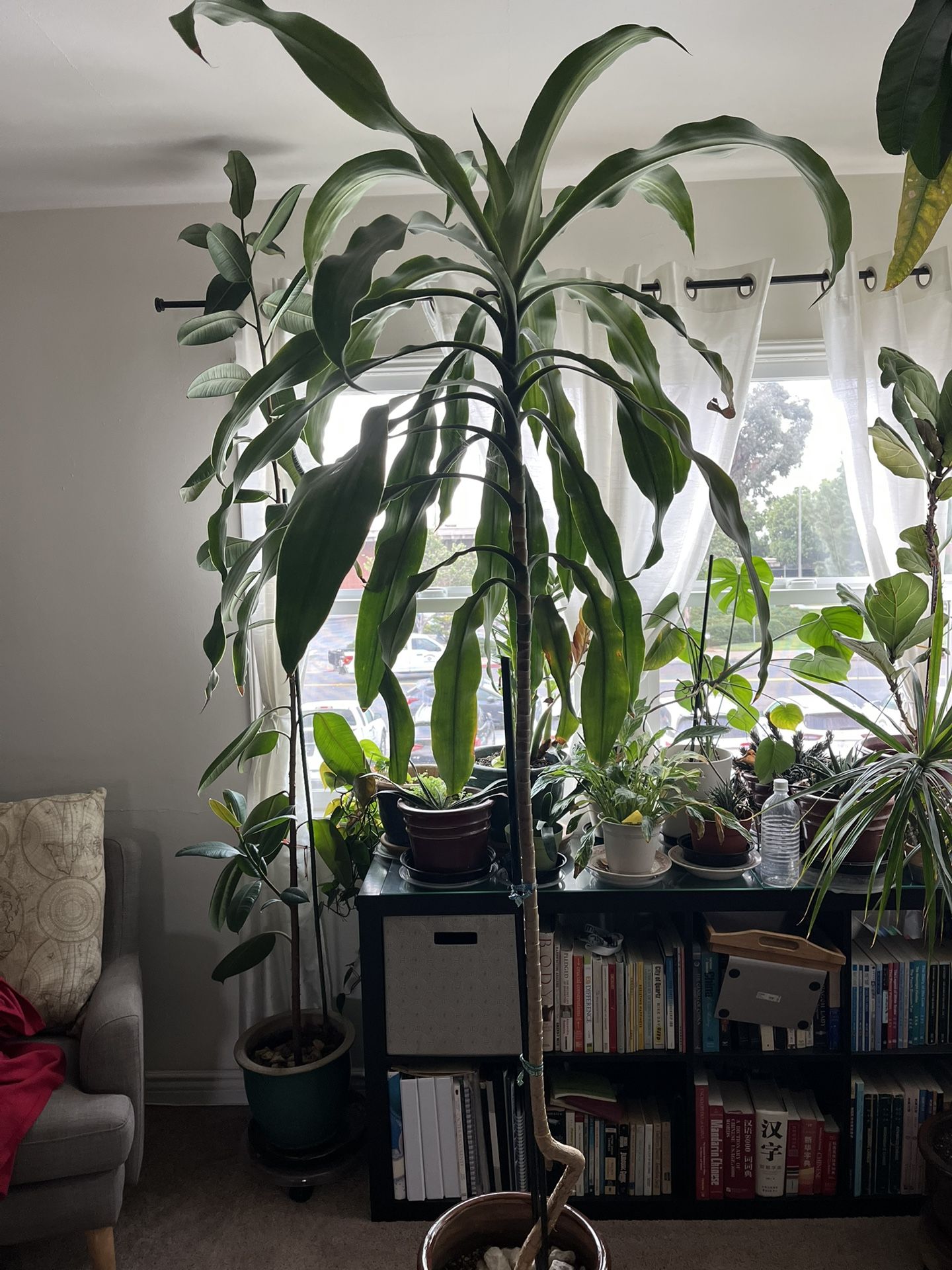 9ft Dracena Plant Tree