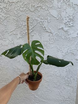 Monstera Deliciosa On 18” Moss Pole With Terra Cotta Pot 