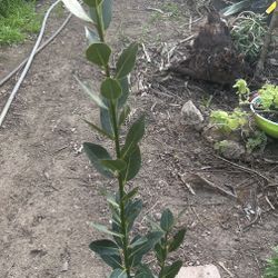 Planta De Laurel Para Guisados 