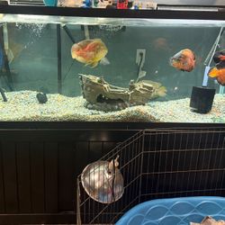 210 gallon aquarium with Oak Stand perfect condition only a couple years old