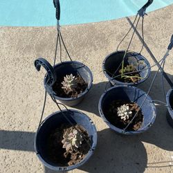 Plants Real - $10 Each 