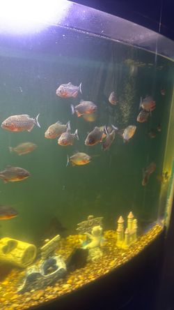 90gallon acrylic