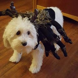 Spider Costume For Dog