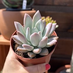 Echeveria Opalina 