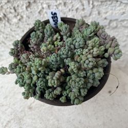 3 Inch Pot Succulent Plant - Sedum Dasyphyllum -  Thick-leaf Stonecrop - Rooted & Established - Drought Resistant - 🪴