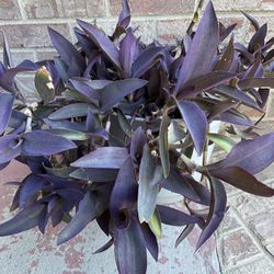 Large Purple Heart Plants In 22” Pot