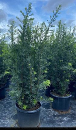 Podocarpus & Clusia 3g..7g ..15g ..25g