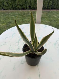 Agave Americana 'Marginata' [Variegated Century Plant] (Indoor / Outdoor Live Plant)