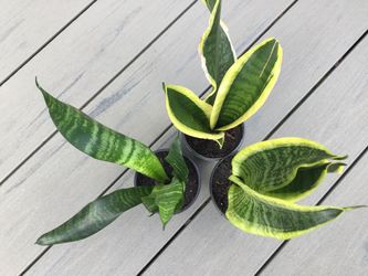 Snake Plant Sansevieria – Wide-Leaf Variety, three Available 13-14" tall