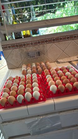 Organic eggs