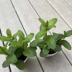 💊🫖 Organic Mint Perennial Plant.