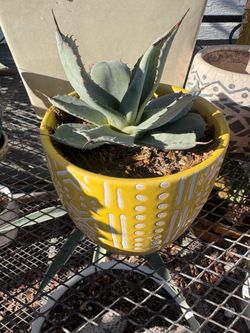 Small plant 🪴