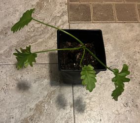 Philodendron Xanadu Plant (small Plant)