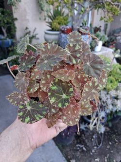 Begonia Tiger 🐅 Paws 🐾 Plant $18