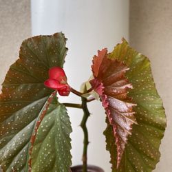 Beautiful Begonia Lercerna Plant 