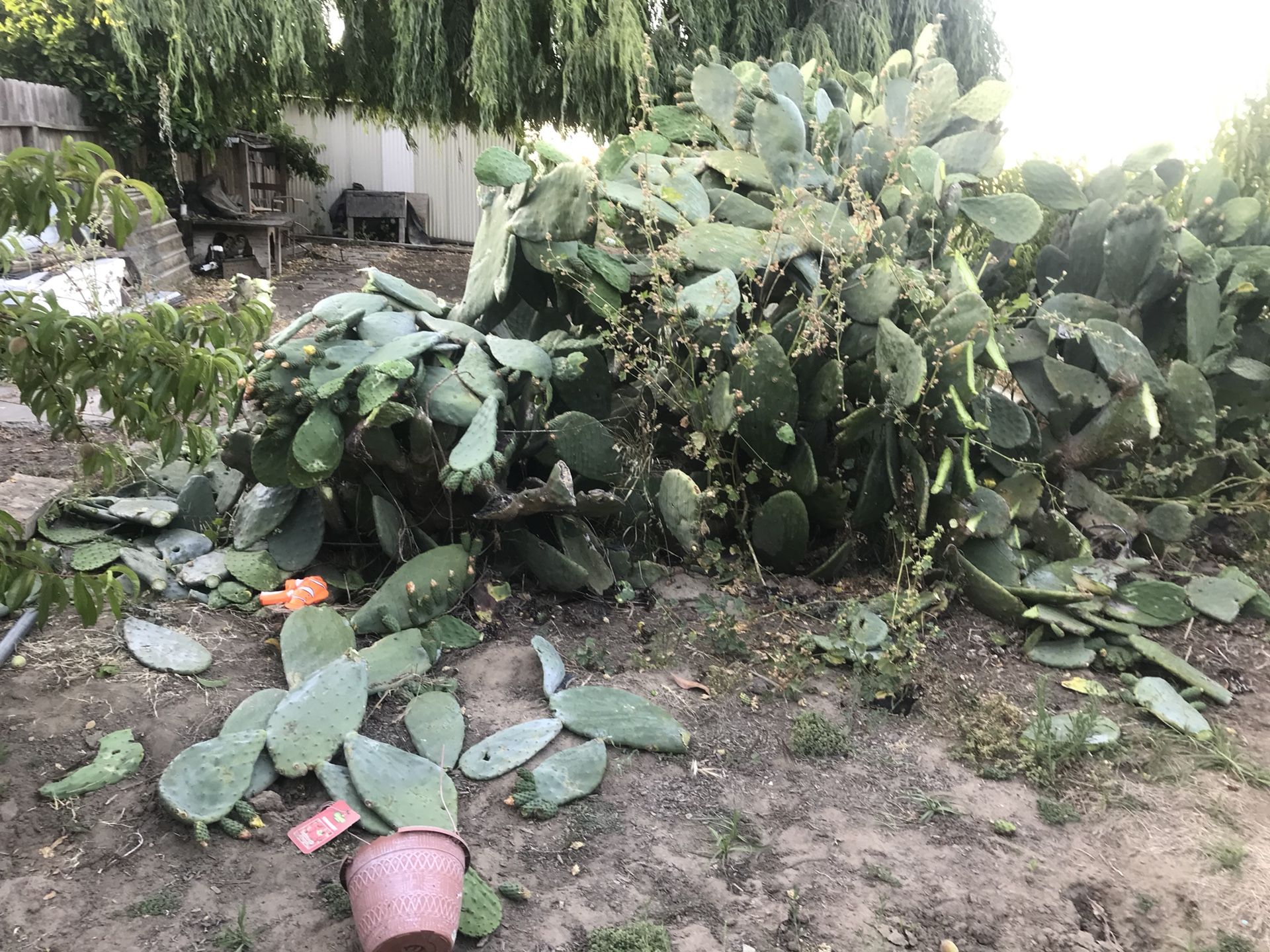 Free cactus