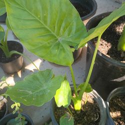 Baby Elephant Ears.