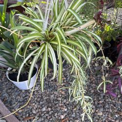Spider Plants different sizes $5-$20